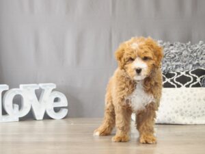 [#22042] Bruno - Red/ White Male Goldendoodle Puppies for Sale