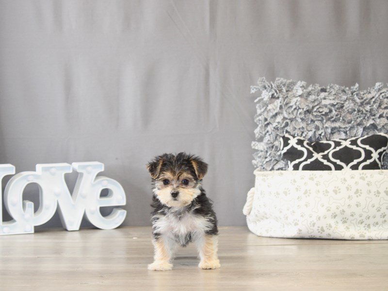 [#22046] Penelope - Black / Tan Female Havashire Puppies for Sale