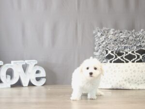 [#22047] Rachel - White Female Coton De Tulear Puppies for Sale