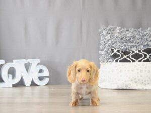 [#22039] Leo - Cream Male Dachshund Puppies for Sale