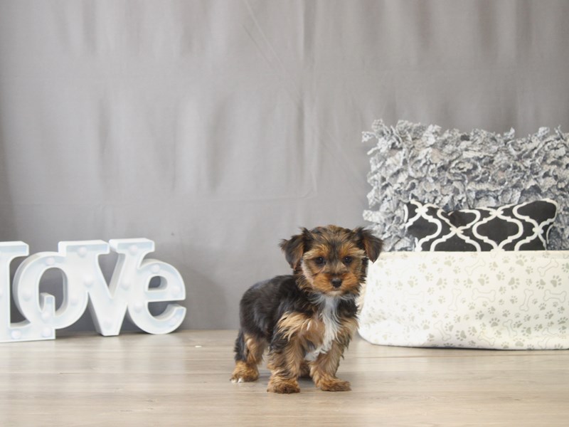 [#22043] Jada - Black / Tan Female Yorkshire Terrier Puppies for Sale