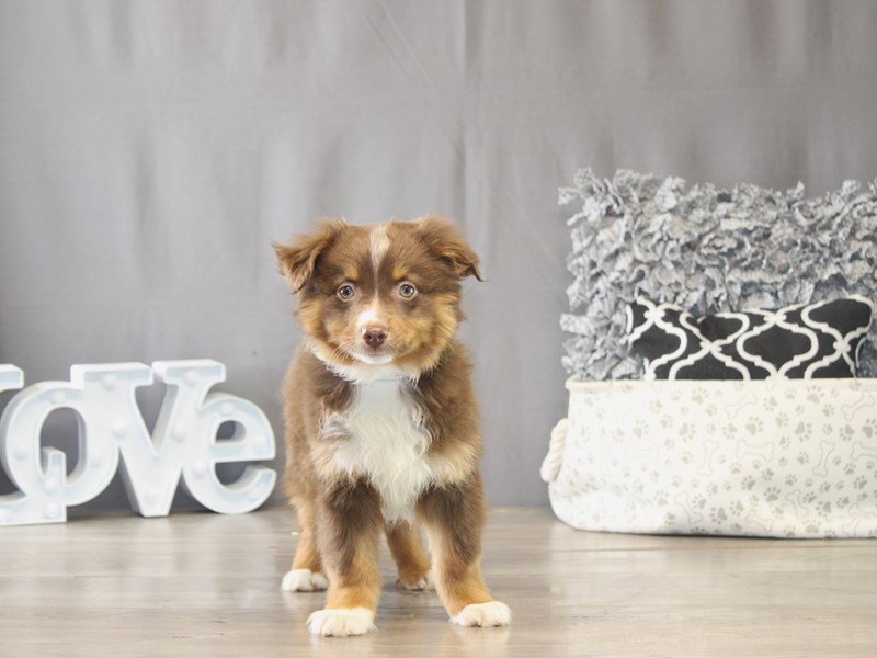 [#22053] Thor - Red Tri-Colored Male Miniature American Shepherd Puppies for Sale