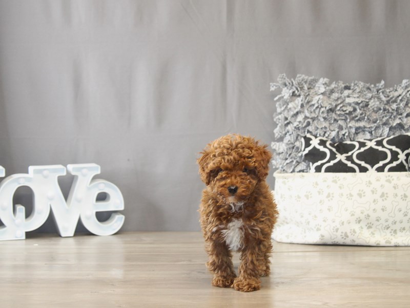 [#22052] Fox - Red Male Poodle Puppies for Sale