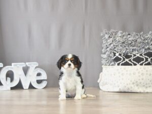 [#22049] Angel - Black/ Tan/ White Female Cavalier King Charles Spaniel Puppies for Sale