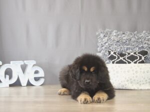 [#22051] Shadow - Black / Tan Male Tibetan Mastiff Puppies for Sale