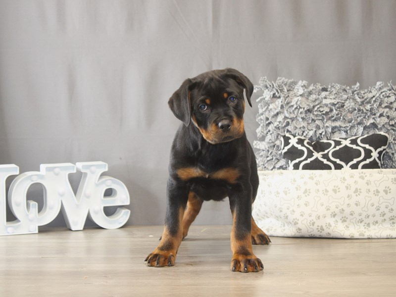 [#22048] Darth - Black / Rust Male Rottweiler Puppies for Sale