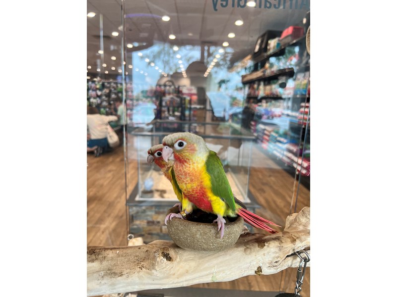 [#B278]  - Grey, Green, Yellow, Red Pineapple Conure Birds for Sale