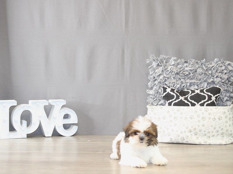 [#21978] Lola - Sable / White Female Shih Tzu Puppies for Sale