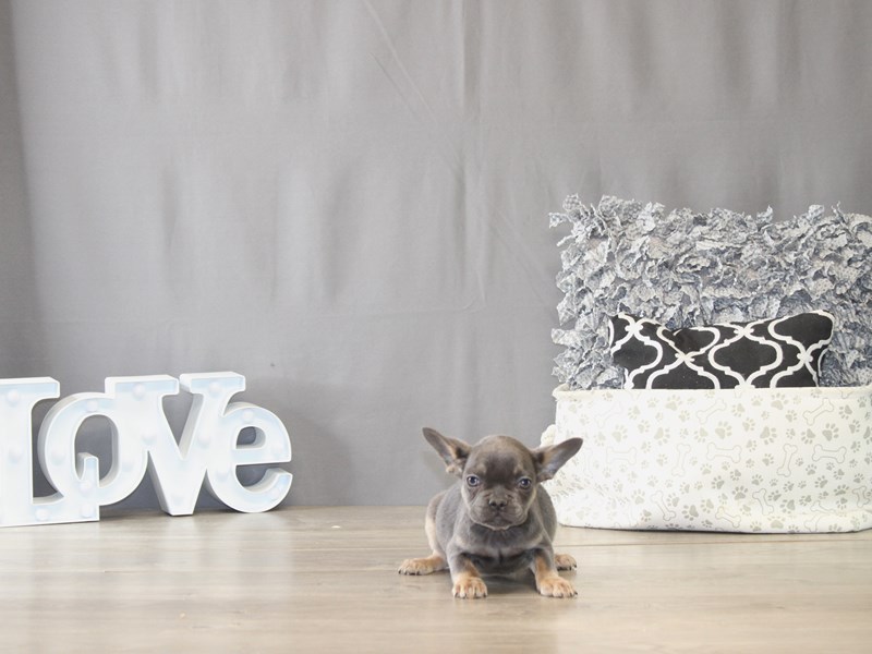 [#21995] Tilly - Blue / Tan Female French Bulldog Puppies for Sale