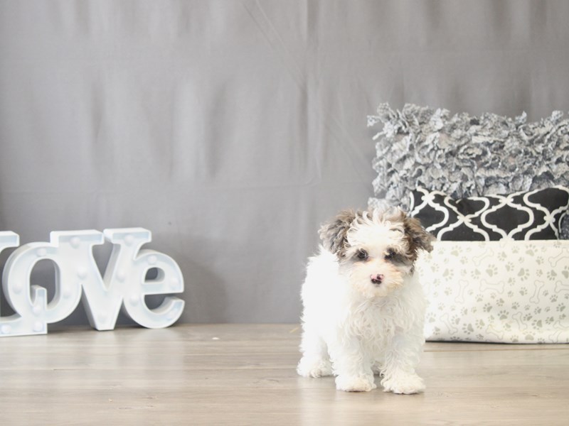 [#22015] Snow - White/ Blue Merle Female Maltipoo Puppies for Sale