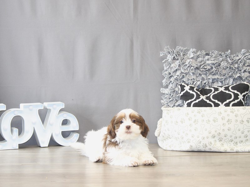 [#22014] Ruby - Chocolate/ White Female Zuchon Puppies for Sale