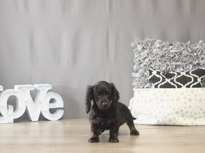 [#22040] Marion - Black/ Tan Female Dachshund Puppies for Sale