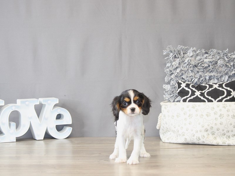 [#22069] Smokey - Black Tri-Colored Male Cavalier King Charles Spaniel Puppies for Sale