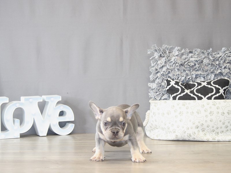 [#22071] Madden - Blue / Tan Male French Bulldog Puppies for Sale