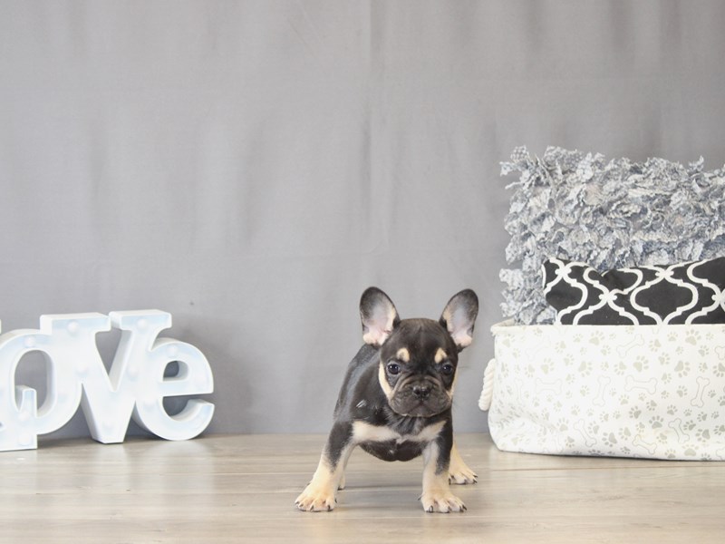 [#22070] Chloe - Black / Tan Female French Bulldog Puppies for Sale