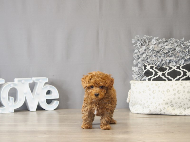 [#22062] Jasper - Red Male Poodle Puppies for Sale