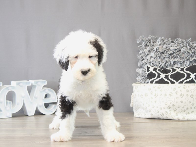 [#22086] Teddy - Black / White Male Sheepadoodle Puppies for Sale