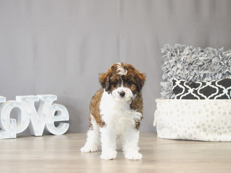 [#22082] Daryl - Sable/ White Male Mini Aussie Poo Puppies for Sale