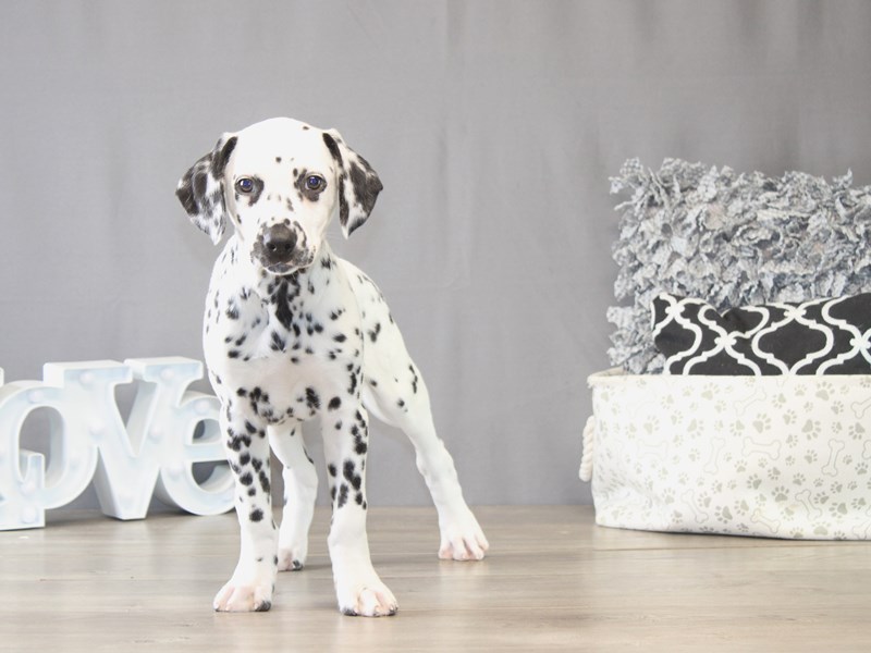 [#22081] Max - Black / White Male Dalmatian Puppies for Sale