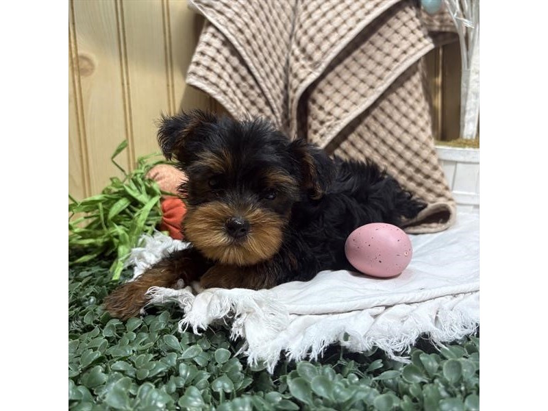 [#22099] Louie - Black / Tan Male Yorkshire Terrier Puppies for Sale