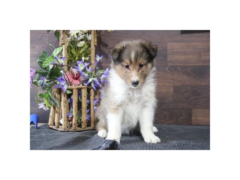 [#22100] Otis - Sable / White Male Shetland Sheepdog Puppies for Sale