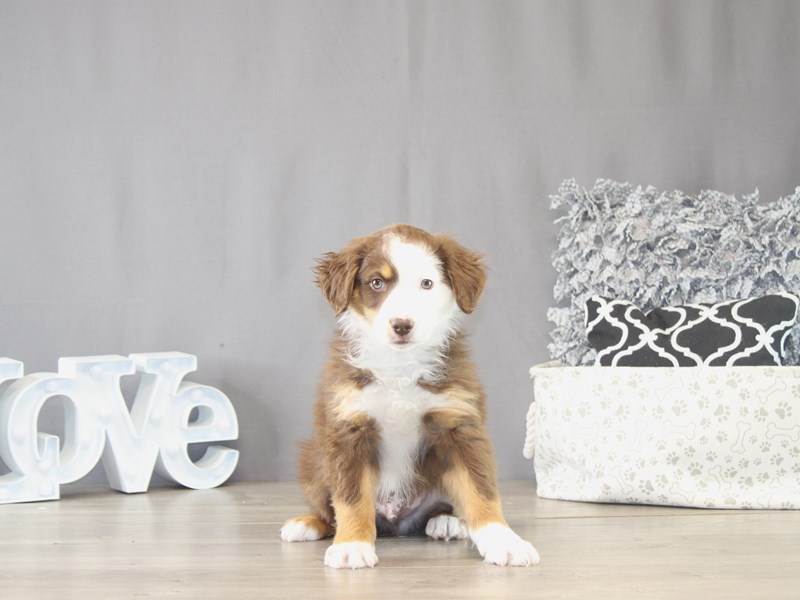 [#22098] Phantom - Red Tri-Colored Male Miniature Australian Shepherd Puppies for Sale