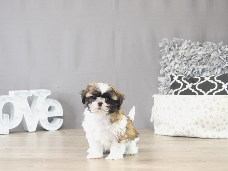 [#22092] Amber - Sable/ White Female Shih Tzu Puppies for Sale