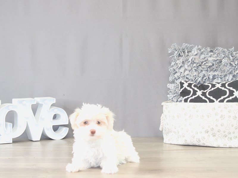 [#22095] Carly - Cream Female Havanese Puppies for Sale