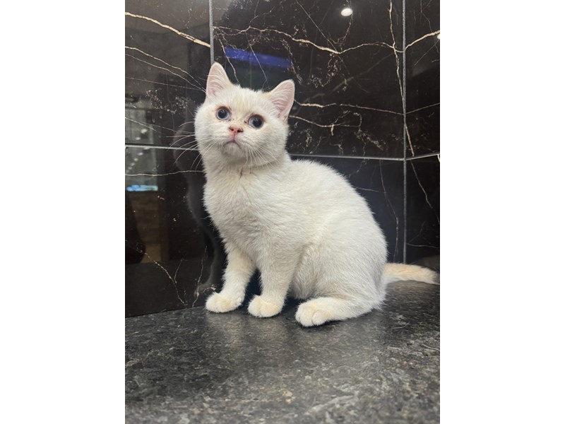 [#22036] Kevin Jonas - Chinchilla Male British Shorthair Kittens for Sale