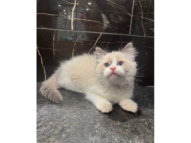[#22103] Richard Carpenter - Blue Point Bi-Color Male Ragdoll Kittens for Sale
