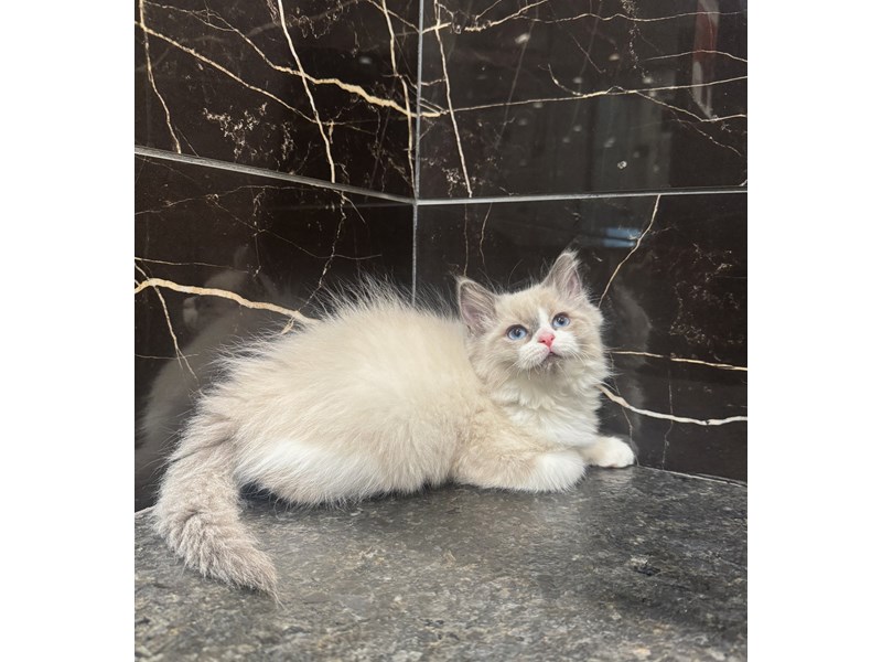 [#22104] Karen Carpenter - Blue Point Bi-Color Female Ragdoll Kittens for Sale