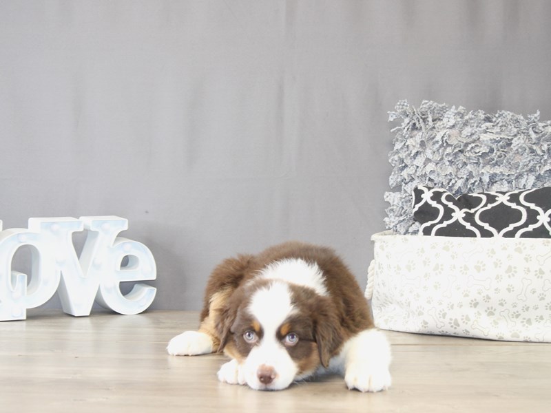 [#22107] Buddy - Red Tri-Colored Male Australian Shepherd Puppies for Sale