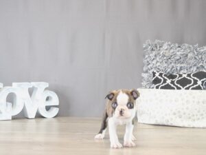 Petland Columbus, Ohio Boston Terrier puppy available