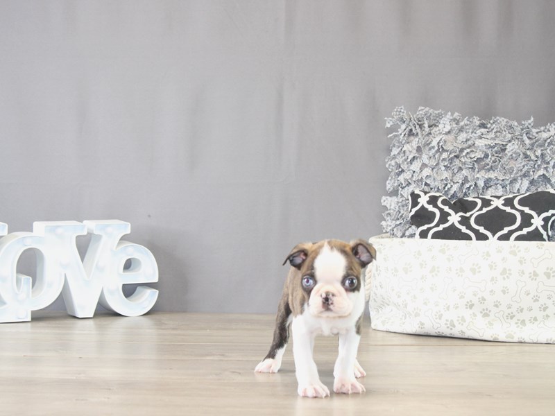 [#22119] Oliver - Black Brindle / White Male Boston Terrier Puppies for Sale