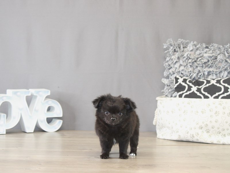 [#22110] Beetle - Black Male Chihuahua Puppies for Sale