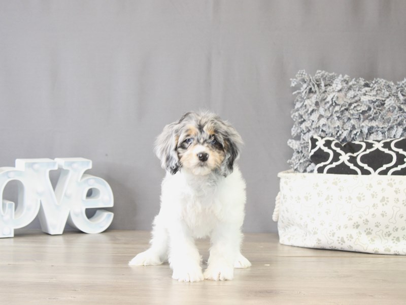 [#22120] Odette - Blue Roan/ White Female Cock A Poo Puppies for Sale