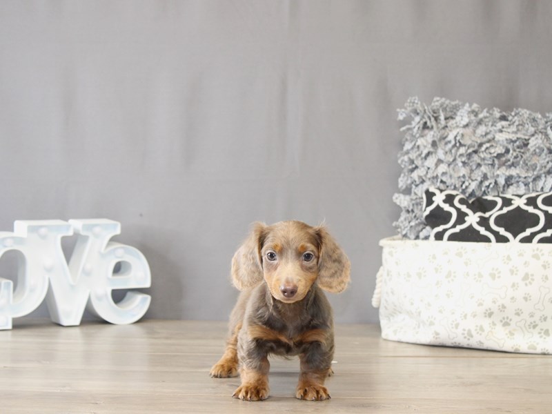 [#22112] Flea - Isabella/ Tan Male Dachshund Puppies for Sale