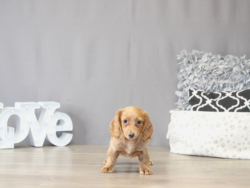 [#22111] Tick - Red Female Dachshund Puppies for Sale