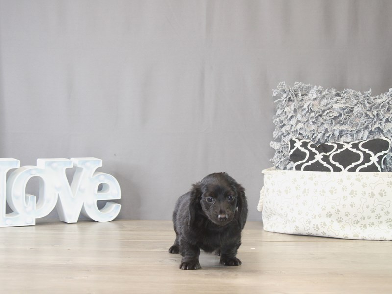 [#22115] Merlin - Black Male Dorkie Puppies for Sale