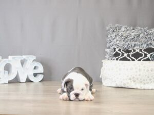 [#22114] Zelda - Blue Trindle Female English Bulldog Puppies for Sale