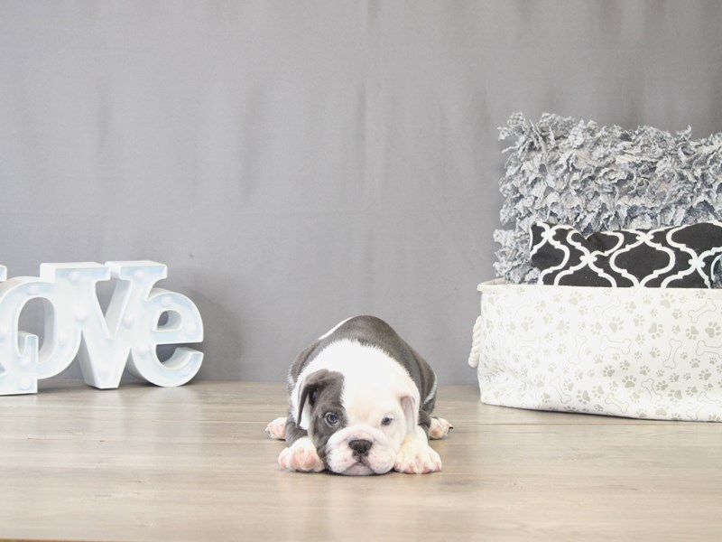 [#22114] Zelda - Blue Trindle Female English Bulldog Puppies for Sale