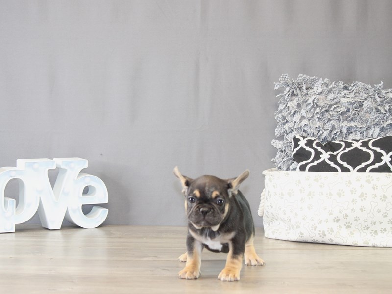[#22121] Blossom - Black / Tan Female French Bulldog Puppies for Sale