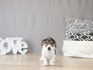[#22116] Joey - Black/ White/ Tan Male Jack Russell Terrier Puppies for Sale