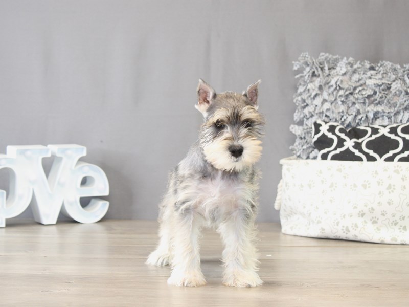 [#22102] Cedric - Salt / Pepper Male Miniature Schnauzer Puppies for Sale