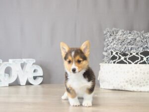 [#22117] Cooper - Black Tri-Colored Male Pembroke Welsh Corgi Puppies for Sale