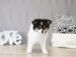 [#22109] Harley - Black/ White/ Tan Male Pomeranian Puppies for Sale