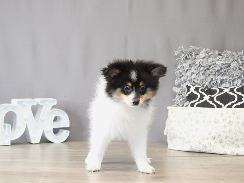 [#22109] Harley - Black/ White/ Tan Male Pomeranian Puppies for Sale