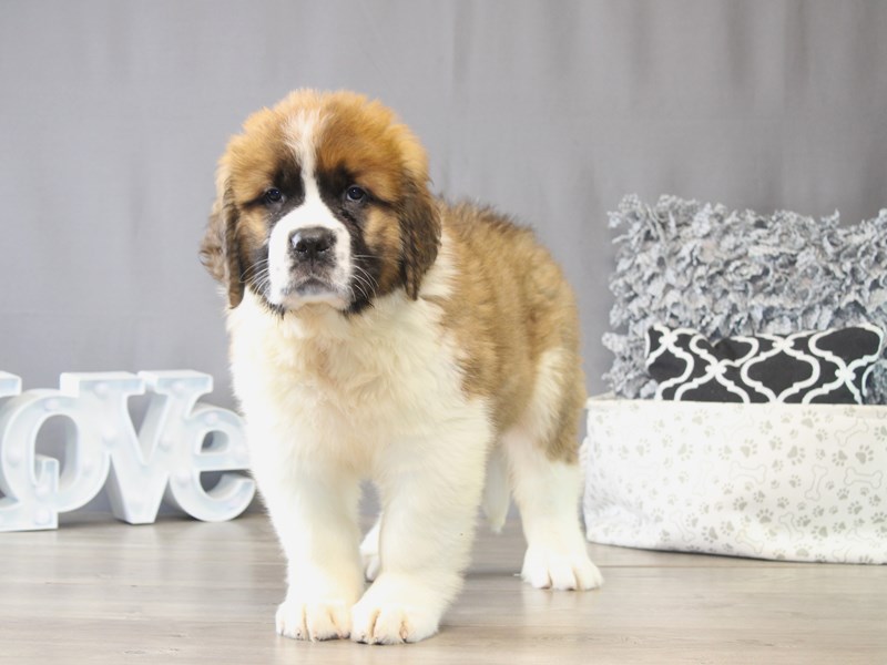 [#22118] Thomas - Brown / White Male Saint Bernard Puppies for Sale