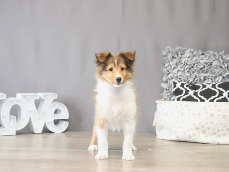[#22100] Otis - Sable / White Male Shetland Sheepdog Puppies for Sale