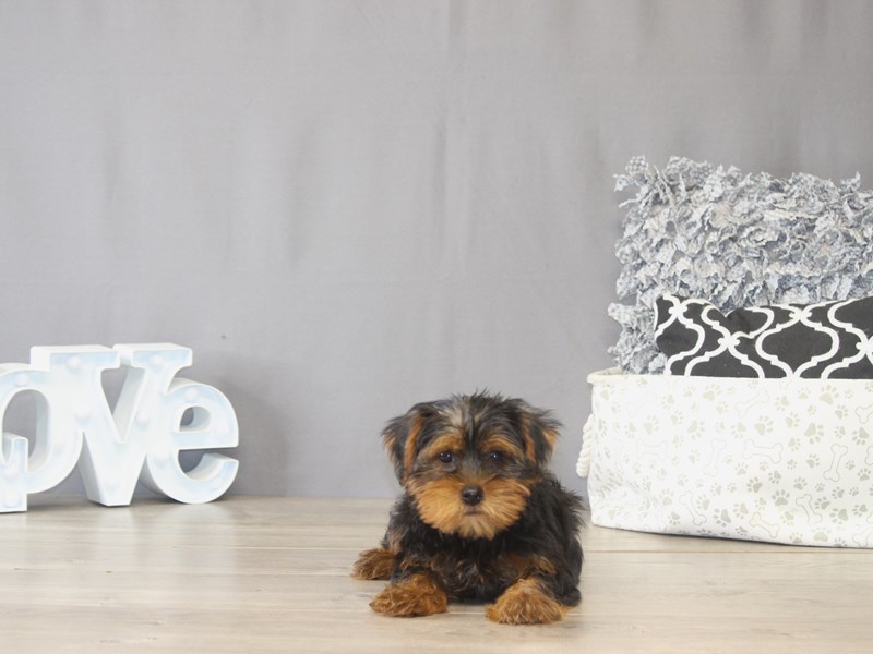 [#22099] Louie - Black / Tan Male Yorkshire Terrier Puppies for Sale